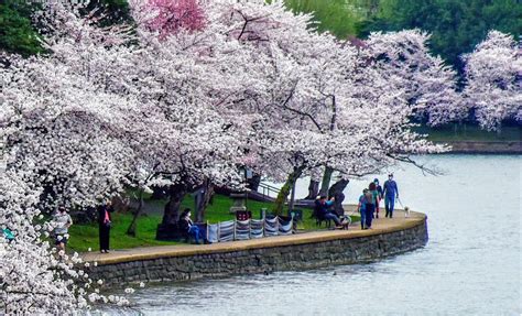 National Cherry Blossom Festival In Full Force Dc Is Open The