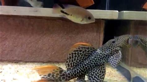 L114 Pleco Pseudacanthicus Youtube
