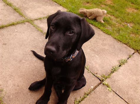 Labrador Puppy 4 Months Old Leyland Lancashire Pets4homes