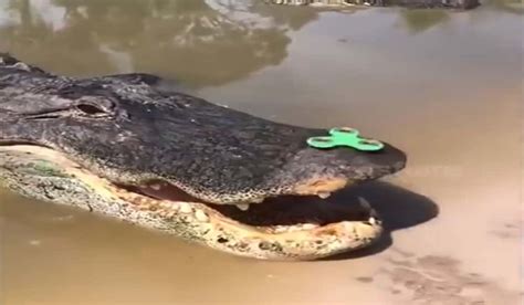 Video 14 Foot Alligator Mesmerized By Fidget Spinner Outdoorhub