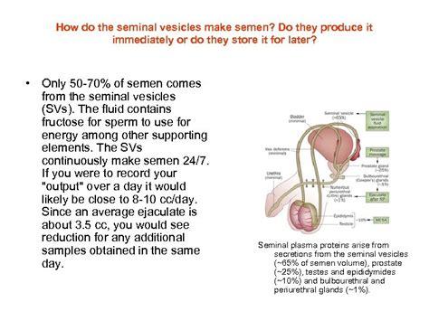 Semen Analysis Part I Semen Collection Fertility