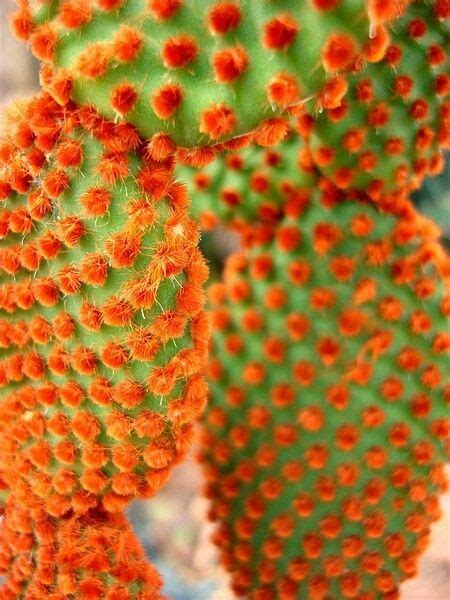Cactus Orange Cactus Cactus Flower Cacti And Succulents