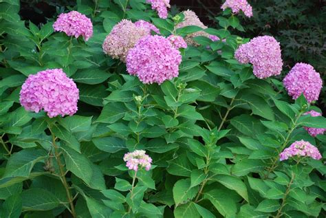 Changing Bigleaf Hydrangea Flower Color What Grows There Hugh