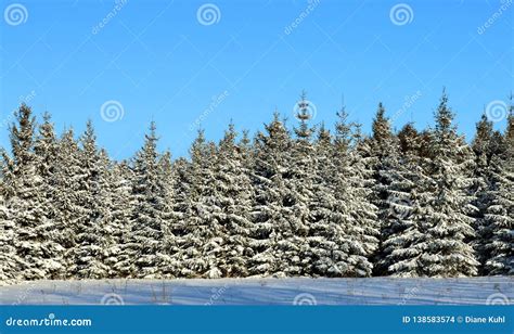 Snow On Spruce Trees With Clear Blue Sky Stock Photo Image Of