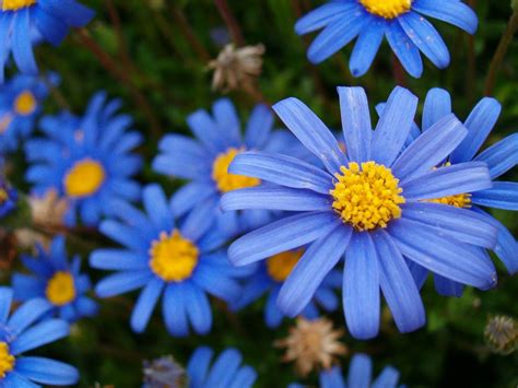 Blue September Aster Flower Hal Morin