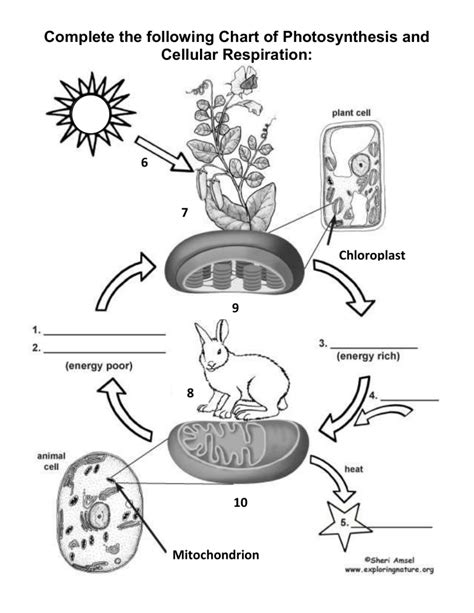 Cellular Respiration Vs Photosynthesis Worksheet