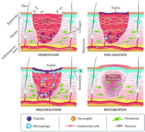 We did not find results for: The four stages of wound repair. | Download Scientific Diagram