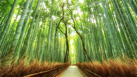 Landscape Bamboo Path Japan Nature Fence Forest