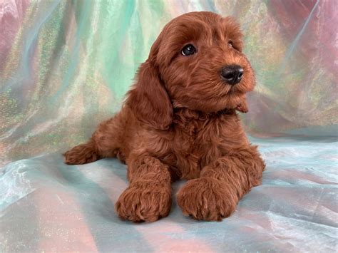 Goldendoodle Puppy, Miniature Dark Red F1B, Iowa Minnesota Illinois Breeders