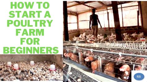 How To Start A Poultry Farm Beginners Guide To Starting A Poultry Farm