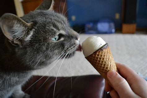 39 Cats Eating Ice Cream Cream Cat Cats Eating Ice Cream