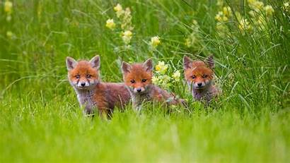 Fox Cubs Grass Adorable