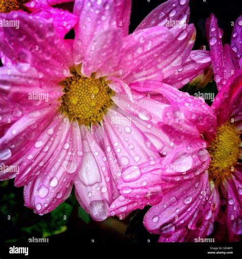 Pink Flowers In The Rain Stock Photo Alamy