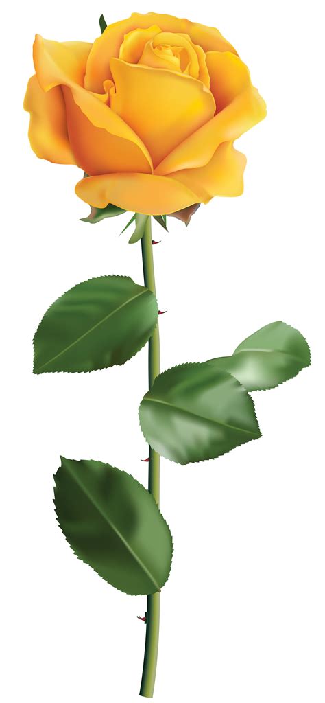 Yellow Rose Transparent Png Clip Art Image Roses Pint