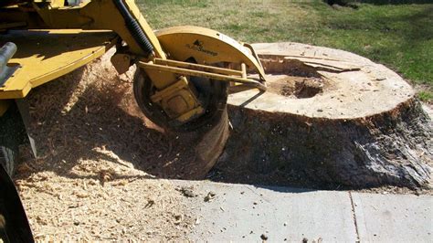What Do You Know About Stump Grinding And Stump Removal Roots And Shoots