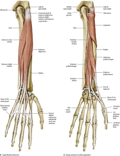 Elbow And Forearm Atlas Of Anatomy