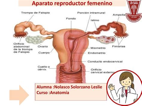 Anatomia Del Aparato Reproductor Femenino Udocz The Best Porn Website
