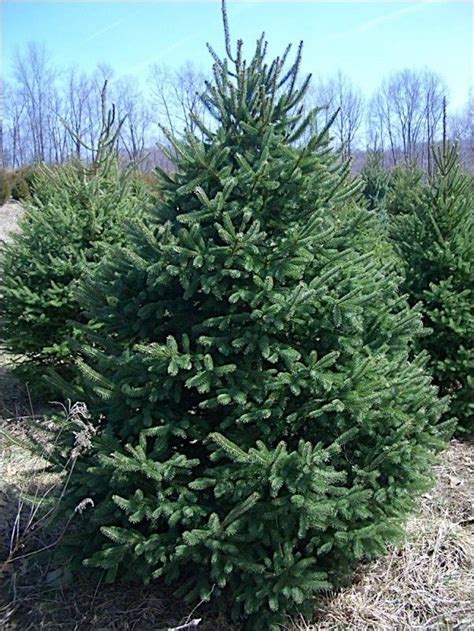 How And When To Fertilize Evergreens White Spruce Evergreen Trees