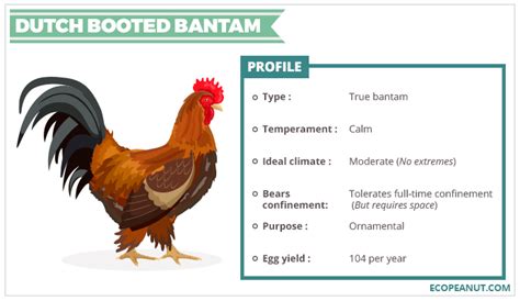 With no large fowl counterpart from which it was miniaturized. The Complete Guide To Bantam Chickens - Is This The Right ...