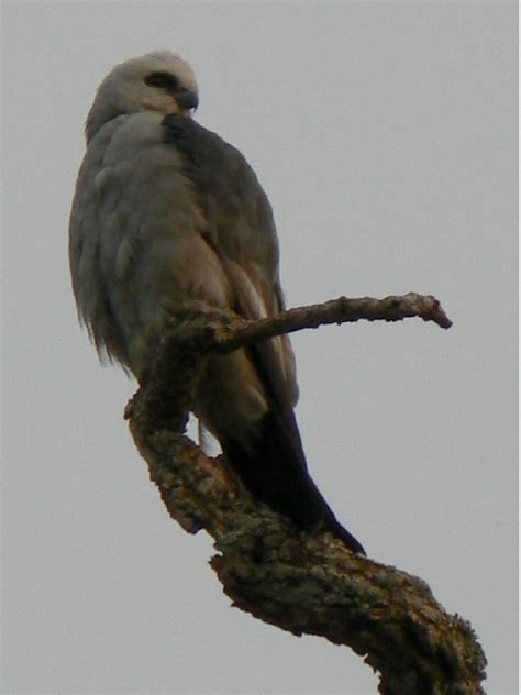 Mississippi Kite - Ictinia mississippiensis | Pics4Learning