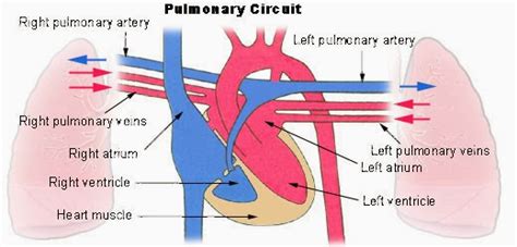 125 Circulatory System In Humans Spm Biology