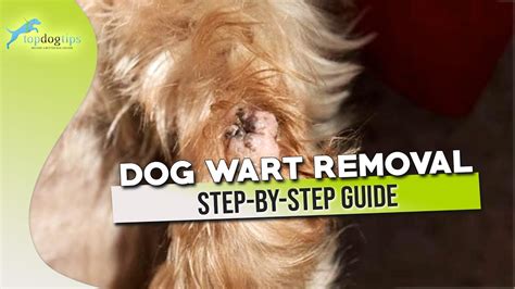 Dog Wart Removal Step By Step Guide Youtube