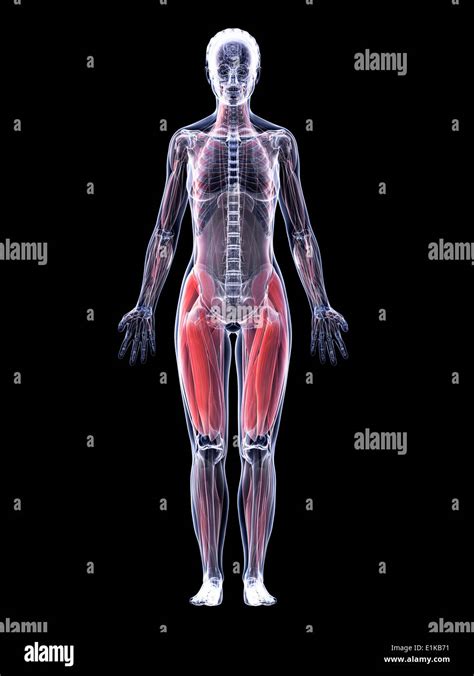 Human Muscular System Female Stock Photos And Human Muscular System