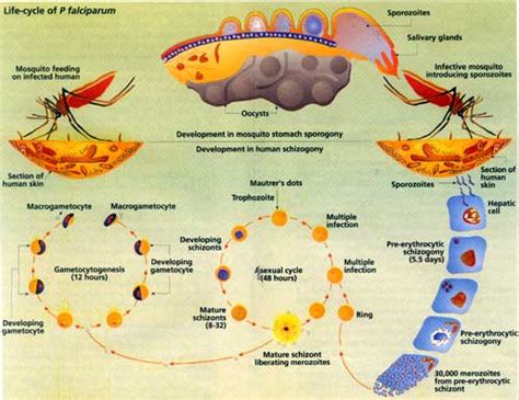 Plasmodium spp possesses a life cycle that shows an alternation of generation accompanied by an alternation of the host. Life cycle of P falciparum - India Environment Portal ...