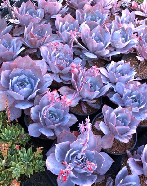 Growing Echeverias Cactus Jungle