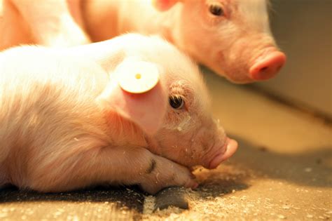 5 Tips For Better Weaning Pig Progress