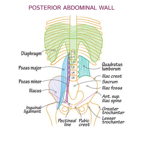 Gross Anatomy Glossary Posterior Abdominal Wall Draw It To Know It