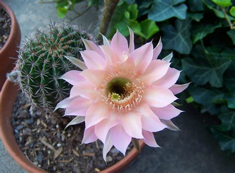 Pink Flower And Green Cactus Free Image Peakpx