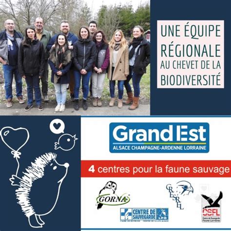 Rencontre Du Réseau Grand Est Centre De Sauvegarde De La Faune En