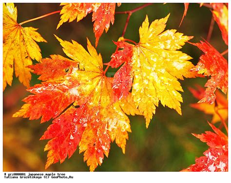 Фотография Осенние кленовые листья осенняя раскраска кленов листья