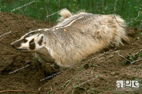 Badger Digging Burrow Taxidea Taxus Western Usa Stock Photo Picture