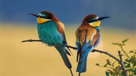 European Bee Eater Birds Are Perching On Tree Stick In Blue Background