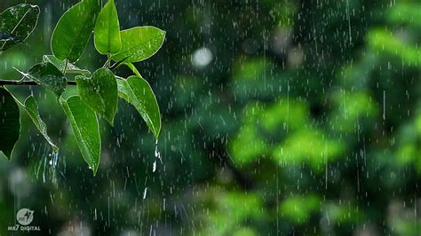 Beautiful Rain Raining Scenery And Neture Vedio Beautifull Rain Video