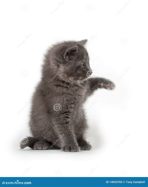 Cute Gray Kitten Sitting Stock Photo Image Of Baby Sitting 14043760