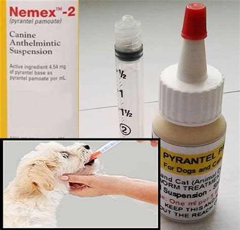 Bht, citric acid, potassium sorbate, purified water, sodium benzoate, sucrose, xanthan gum each 5 ml (1 teaspoonful) of pyrantel pamoate suspension contains the equivalent of 250 mg of pyrantel base. Pyrantel Pamoate Suspension Deworming for cats and dogs