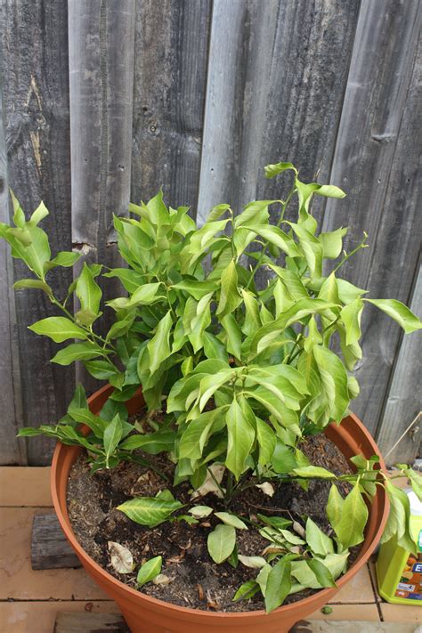 We grew him from a seed. Forum: What's Wrong With Me Lemon Tree?
