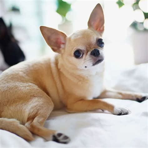 What Are The Different Types Of Chihuahua All Breeds