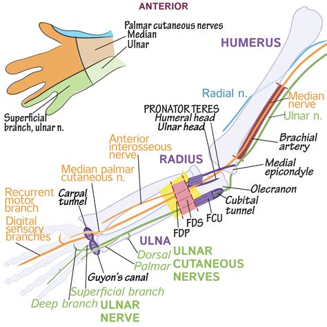 Instant Anatomy Upper Limb Nerves Nerve Lesions Long Thoracic Nerve