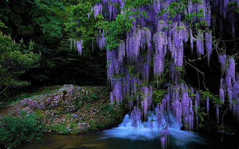 Hd Wallpaper Flowers Wisteria Earth Purple Flower Stream Tree