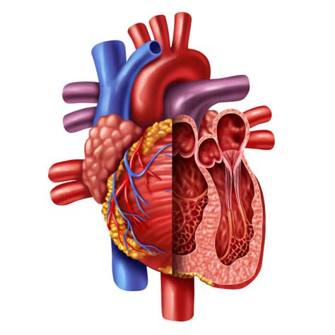 Anatomía Del Ventrículo Izquierdo Del Corazón Homo Medicus