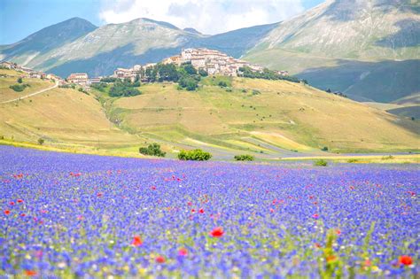 Castelluccio Di Norcia And Its Annual Lentil Blossoming 2016