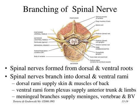 Ppt Chapter 13 The Spinal Cord And Spinal Nerves Powerpoint