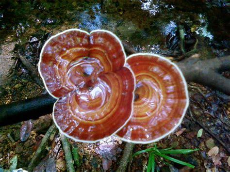 Lingzhi - The Immortal Mushroom