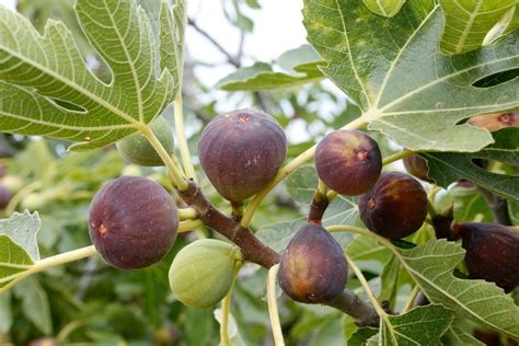 Fig Tree Not Producing Fruit Thriftyfun