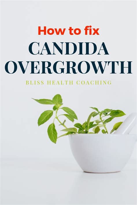 How To Fix Candida Overgrowth Candida Overgrowth Yeast Infection Health
