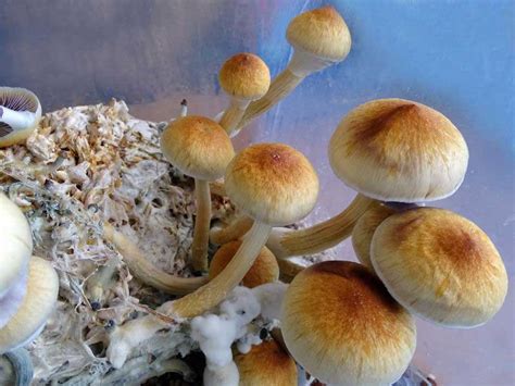 Psilocybe Cubensis The Mushroom Behind The Magic Mushroom Site